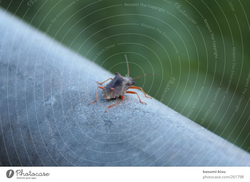 Auf der Mauer, auf der Lauer... Käfer krabbeln grau grün Leben Umwelt Farbfoto Nahaufnahme Tag