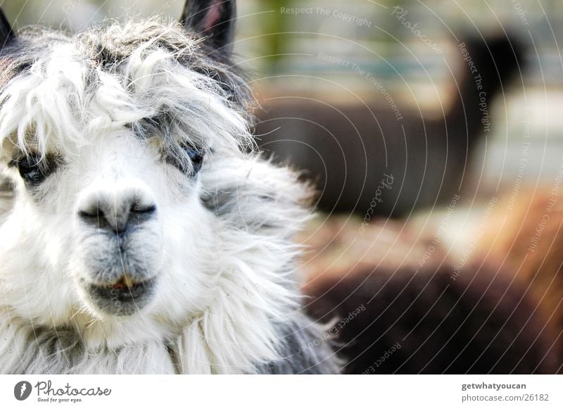 Der Beatles größter Fan Tier Südamerika Gehege Zoo Haare & Frisuren Wolle Matten dumm niedlich Unschärfe gefangen erstaunt Vordergrund Lama Auge Mund Blick