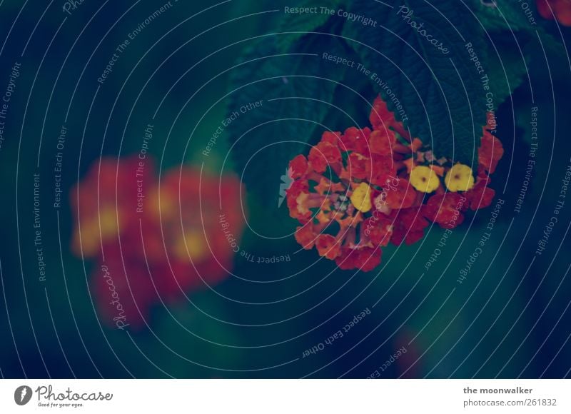 blume 1.1 Umwelt Natur Pflanze Frühling Sommer Blume Blatt Blüte Grünpflanze Garten Park Wiese Blühend Duft dunkel mehrfarbig gelb grün rot Farbfoto