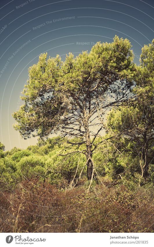 Der Baum neben dem Weg Ferien & Urlaub & Reisen Ausflug Abenteuer Ferne Freiheit Sommer Sommerurlaub Umwelt Natur Landschaft Pflanze Schönes Wetter ästhetisch