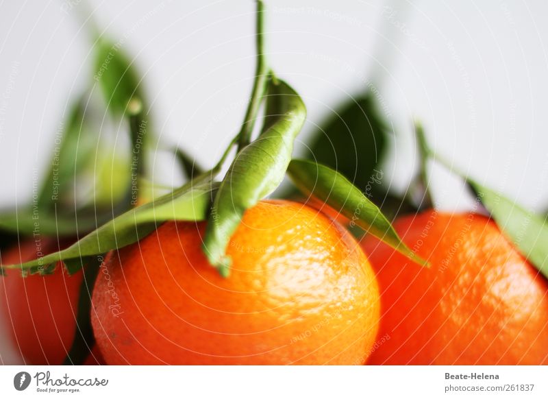 Per Express aus der Orangenplantage Lebensmittel Frucht Ernährung Vegetarische Ernährung Gesundheit Natur Pflanze Nutzpflanze Diät Duft genießen ästhetisch