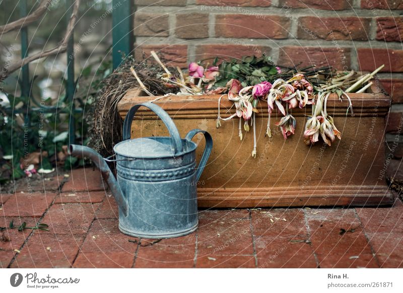 BlumenFriedhof Häusliches Leben Winter Mauer Wand Terrasse Gießkanne verblüht dehydrieren authentisch mehrfarbig Gefühle ruhig Vergänglichkeit