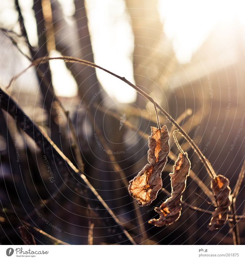 Gegenlicht > alles Natur Pflanze Himmel Sonne Sonnenlicht Herbst Winter Wetter Schönes Wetter Eis Frost Sträucher Blatt Wildpflanze Ast Wald ästhetisch