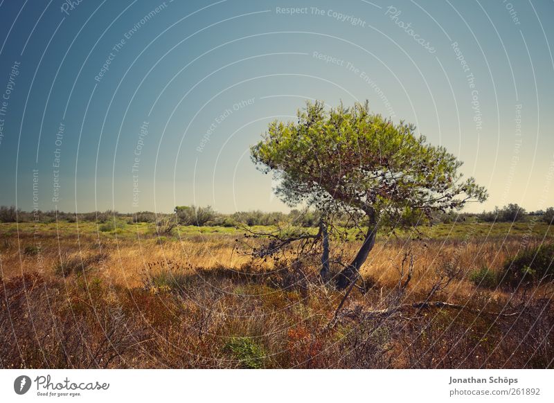 Der Baum auf der anderen Seite des Weges (hinter dem Zaun) Ferien & Urlaub & Reisen Abenteuer Ferne Freiheit Sommer Sommerurlaub Umwelt Natur Landschaft Pflanze