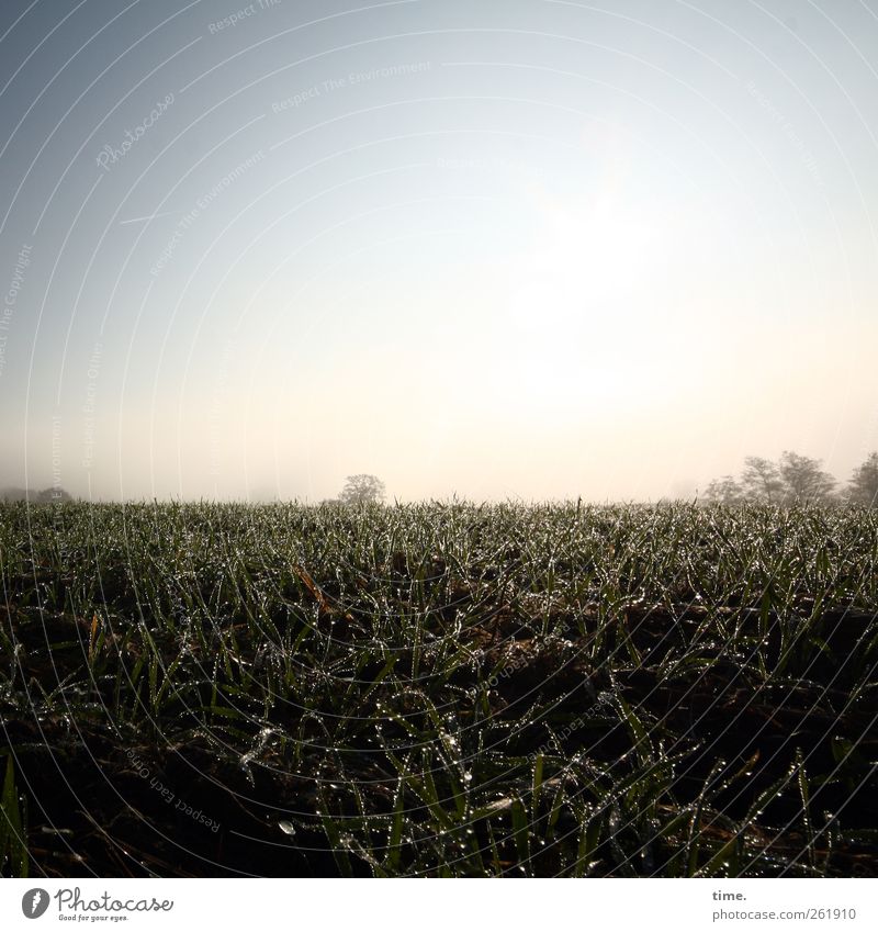 Flurlicht II Umwelt Natur Landschaft Pflanze Erde Wolkenloser Himmel Herbst Nutzpflanze Feld ästhetisch Farbfoto Menschenleer Textfreiraum oben Sonnenlicht