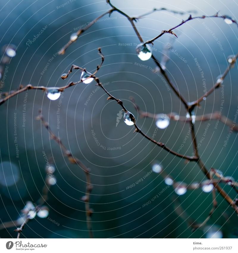 Frühjahrsperlen Natur Winter schlechtes Wetter Regen Wildpflanze Knöterich Garten Flüssigkeit frisch kalt nass natürlich Partnerschaft Sinnesorgane Umwelt