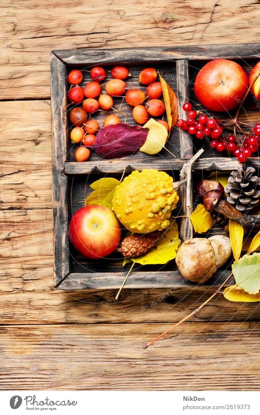 Herbstäpfel und Kürbisse Apfel fallen Hintergrund Lebensmittel organisch Saison Ernte Natur gelb natürlich Frucht orange Gesundheit Gemüse saisonbedingt