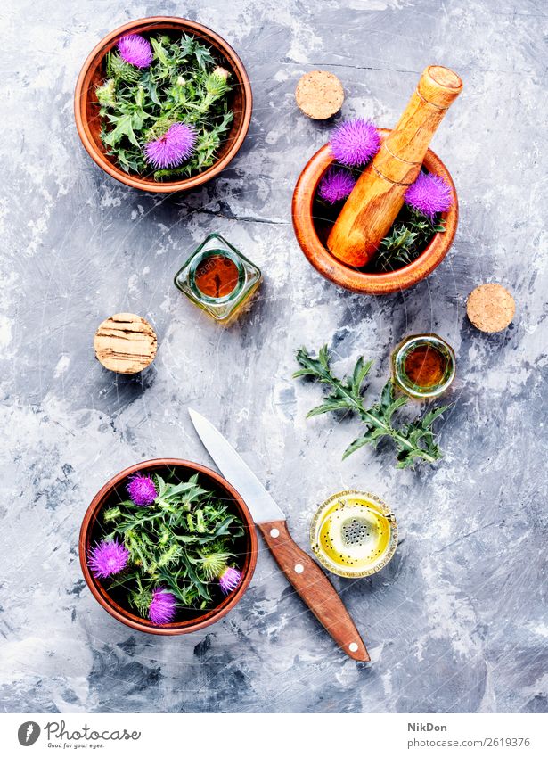 Onopordum und Kräuterkunde.Distel Stachelige Kratzdistel Pflanze Kraut Natur Kräuterbuch Medizin natürlich medizinisch Gesundheit Blüte Kräuterkundige