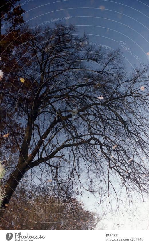 Schwimmbaum Umwelt Natur Landschaft Pflanze Himmel Wolkenloser Himmel Sonne Herbst Schönes Wetter Baum Wald Seeufer Teich wild chaotisch Einsamkeit