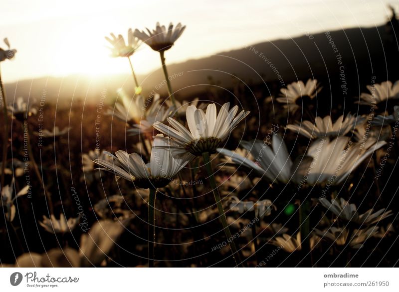 ein bisschen sommer... Umwelt Natur Landschaft Pflanze Sonne Sonnenaufgang Sonnenuntergang Sonnenlicht Frühling Sommer Schönes Wetter Gras Margerite Wiese Feld