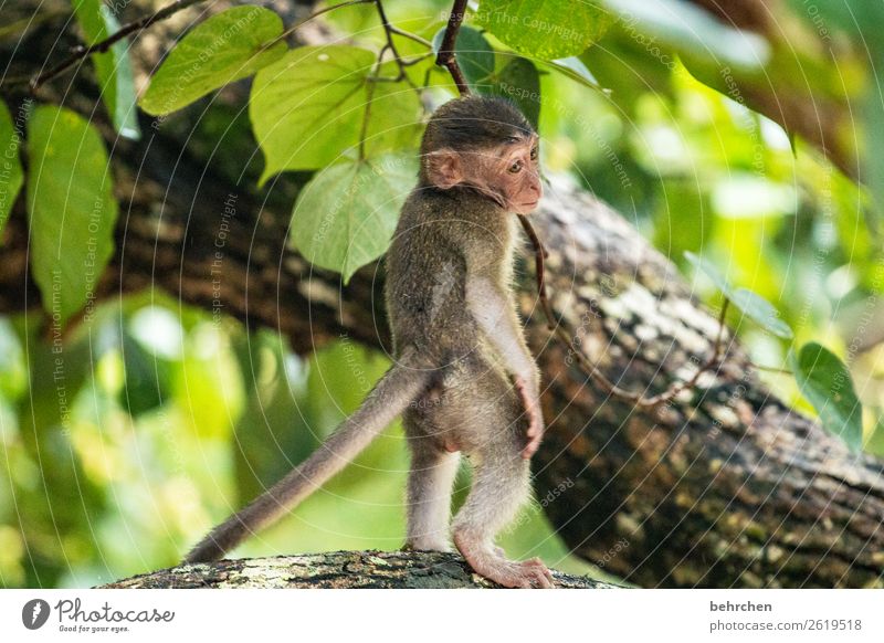 sich VERLASSEN fühlen Ferien & Urlaub & Reisen Tourismus Ausflug Abenteuer Ferne Freiheit Blume Urwald Wildtier Tiergesicht Fell Affen longtail makake 1