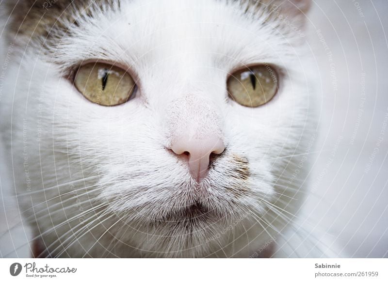 Beste Freundin Tier Haustier Katze Tiergesicht Fell Nase Auge Katzenauge Katzenkopf Schnurrhaar Schnauze 1 Liebe Blick Neugier niedlich positiv weich grün rosa