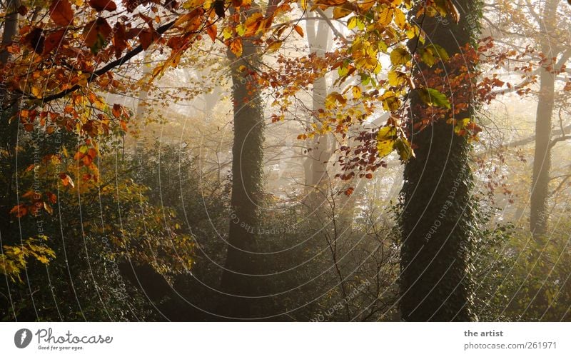 misty trees Natur Pflanze Herbst Nebel Baum Sträucher Efeu Wald Farbfoto Außenaufnahme Menschenleer