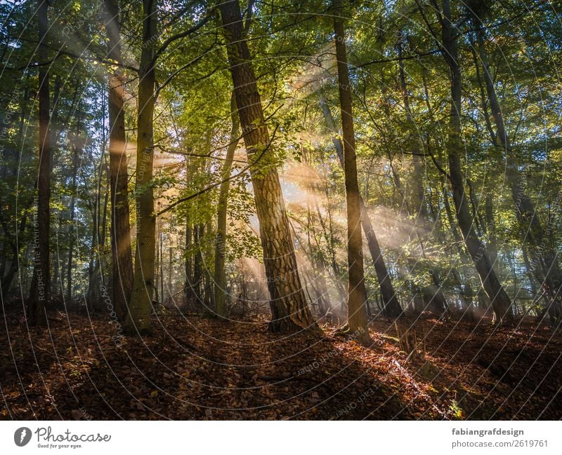 Morgensonne Umwelt Natur Landschaft Pflanze Erde Sonne Sonnenaufgang Sonnenuntergang Sonnenlicht Frühling Schönes Wetter Nebel Baum Gras Moos Blatt Grünpflanze