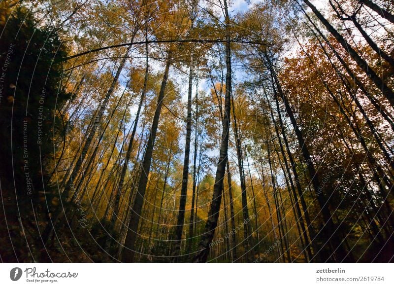 Wilde Hölle Wald Herbst Blatt Herbstlaub Laubwald Baum Baumstamm Ast Froschperspektive Dresden Elbsandsteingebirge Ferien & Urlaub & Reisen Berge u. Gebirge