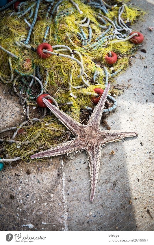 Beifang Arbeit & Erwerbstätigkeit Fischereiwirtschaft Wildtier Totes Tier Seestern 1 Fischernetz fangen liegen dehydrieren authentisch maritim Verantwortung