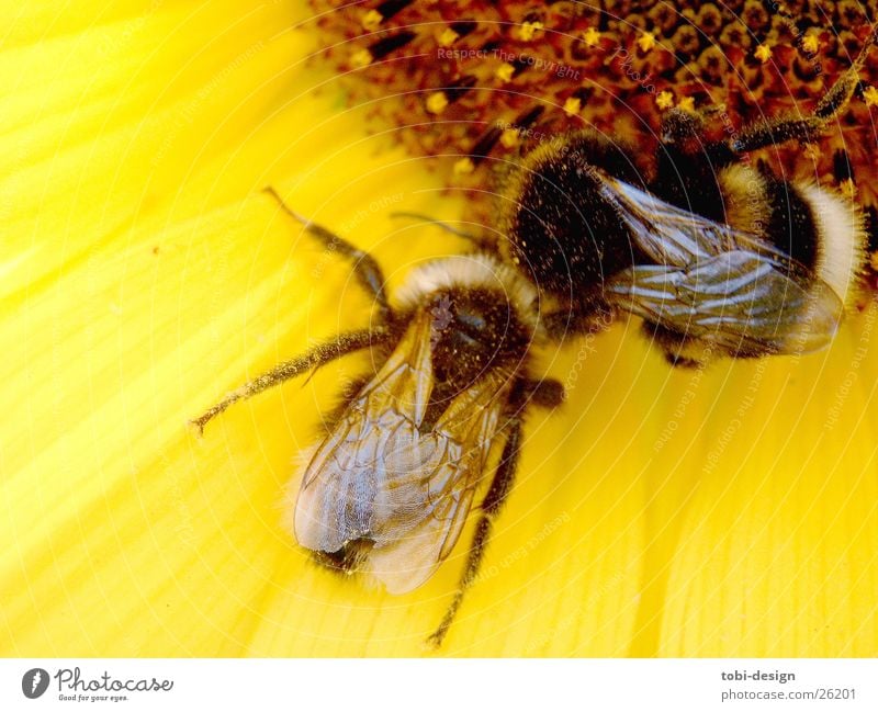 verliebte Hummel Sonnenblume Tier Insekt Blume Makroaufnahme Ernährung Kleinstlebewesen