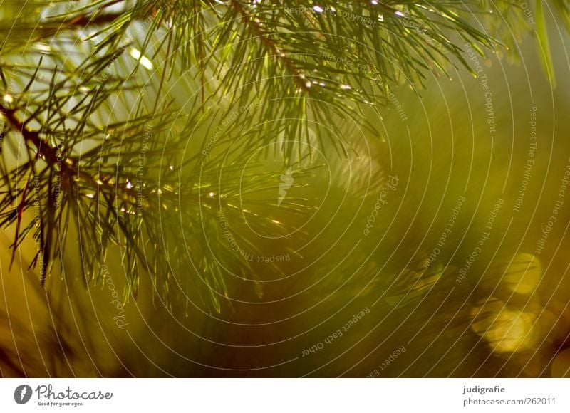 Wald Umwelt Natur Landschaft Pflanze Baum Wildpflanze leuchten Wachstum Spitze stachelig Wärme Stimmung träumen Kiefer Tannennadel Farbfoto Außenaufnahme