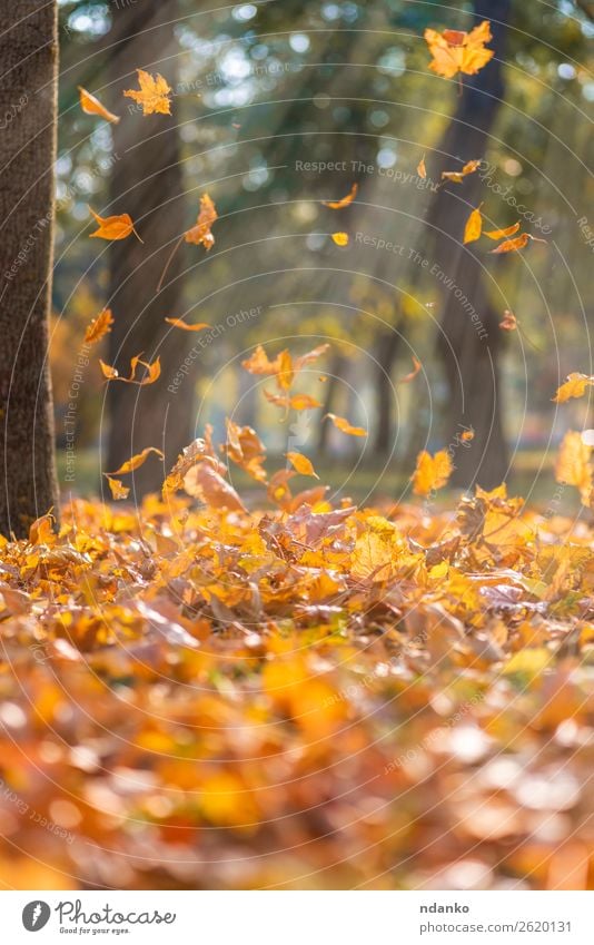 fallende trockene gelbe Ahornblätter Sonne Garten Umwelt Natur Landschaft Pflanze Herbst Baum Blatt Park Wald fliegen hell natürlich braun gold grün Farbe