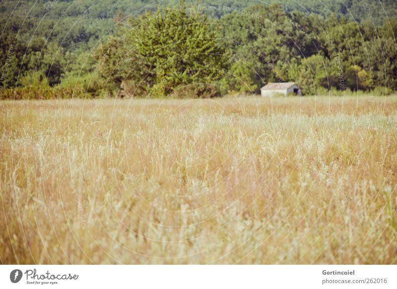 Baraque Natur Landschaft Sommer Baum Nutzpflanze Feld Wald trocken Wärme Hütte Kornfeld sommerlich anbauen Südfrankreich Farbfoto Außenaufnahme