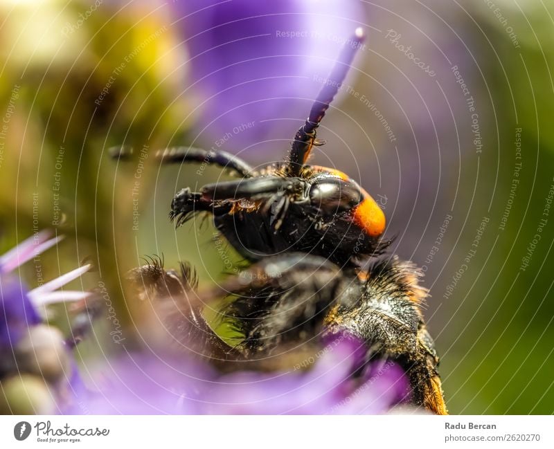 Japanische Riesenhornisse sammelt Blütenpollen Sommer Garten Umwelt Natur Pflanze Tier Blume Blatt Wildtier Biene Tiergesicht 1 gigantisch groß klein natürlich