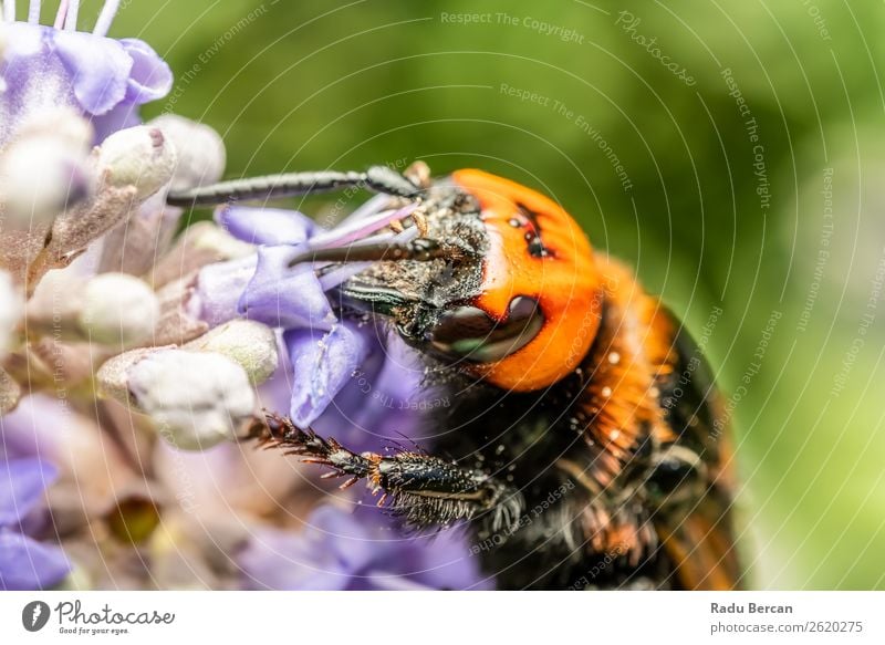 Japanische Riesenhornisse sammelt Blütenpollen Sommer Garten Umwelt Natur Pflanze Tier Blume Wildtier Biene Tiergesicht 1 Essen Fressen füttern groß natürlich