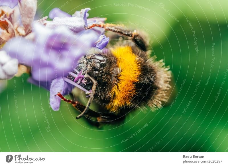 Hummel (Bombus Terrestris) Sammelt Blütenpollen Sommer Garten Umwelt Natur Pflanze Tier Blume Wiese Wildtier Biene Tiergesicht 1 schön klein nah natürlich wild