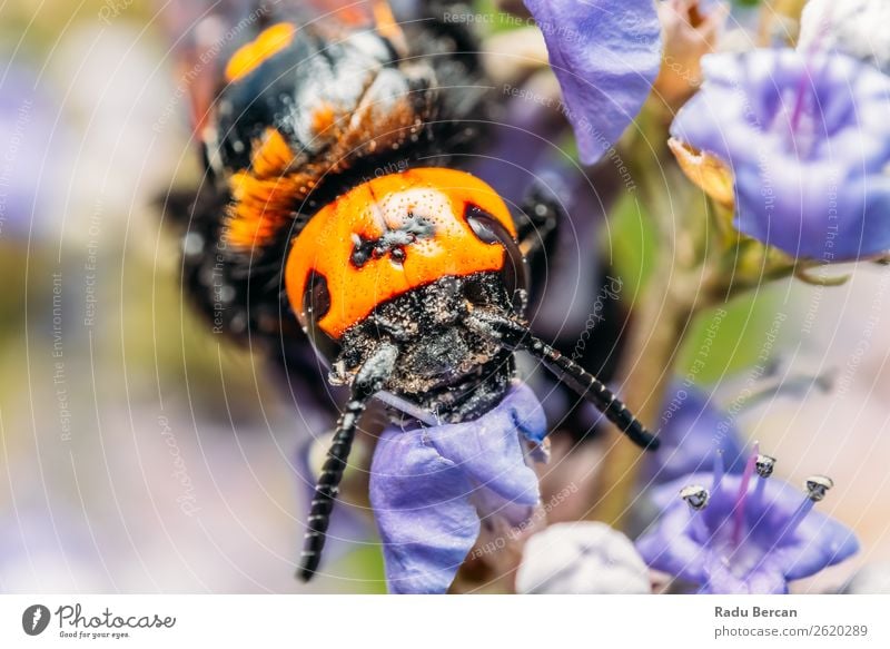 Japanische Riesenhornisse sammelt Blütenpollen Sommer Garten Umwelt Natur Pflanze Tier Blume Wildtier Biene Tiergesicht 1 groß natürlich wild mehrfarbig gelb