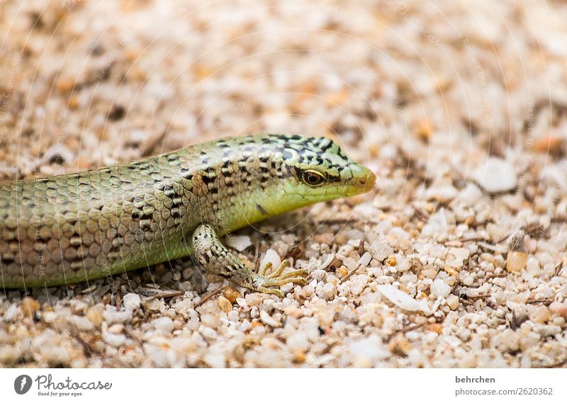 schuppig Tierporträt Menschenleer Makroaufnahme Detailaufnahme Nahaufnahme Tarnung Wachsamkeit Farbfoto Außenaufnahme Malaysia Asien Sand schön fantastisch