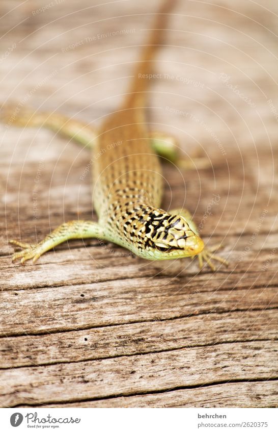 moin bumm tschack;) Tierporträt Unschärfe Sonnenlicht Kontrast Licht Außenaufnahme Nahaufnahme Detailaufnahme Menschenleer Tag Farbfoto Malaysia Reptil Baum