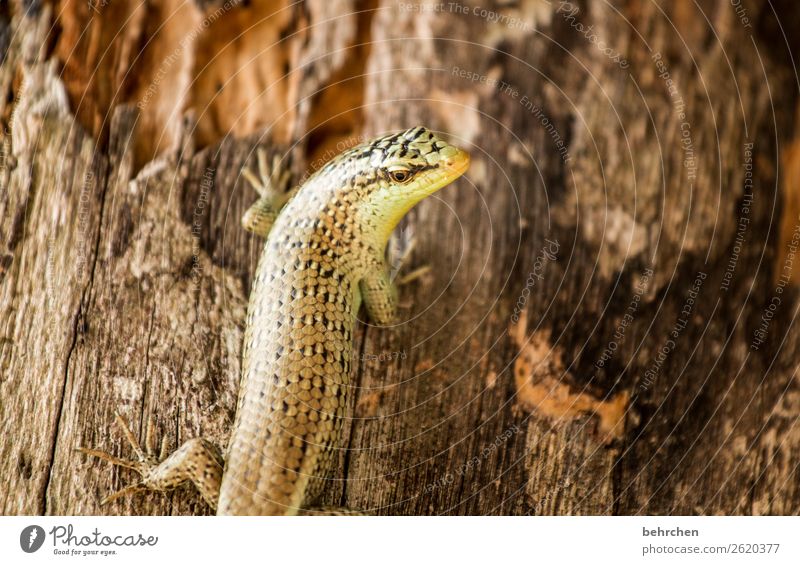 tach Tierporträt Unschärfe Sonnenlicht Kontrast Licht Tag Menschenleer Detailaufnahme Nahaufnahme Außenaufnahme Farbfoto Neugier schön Baumstamm Fernweh