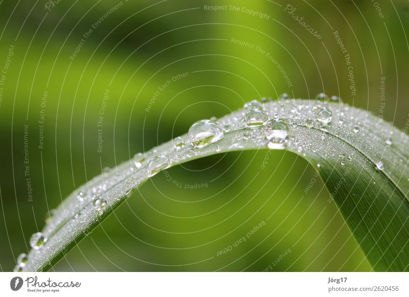 Wassertropfen auf Grashalm Makro & Nahaufnahmen Natur Nahaufnahme Grashalm mit Wassertropfen Pflanze Farbfoto Makroaufnahme