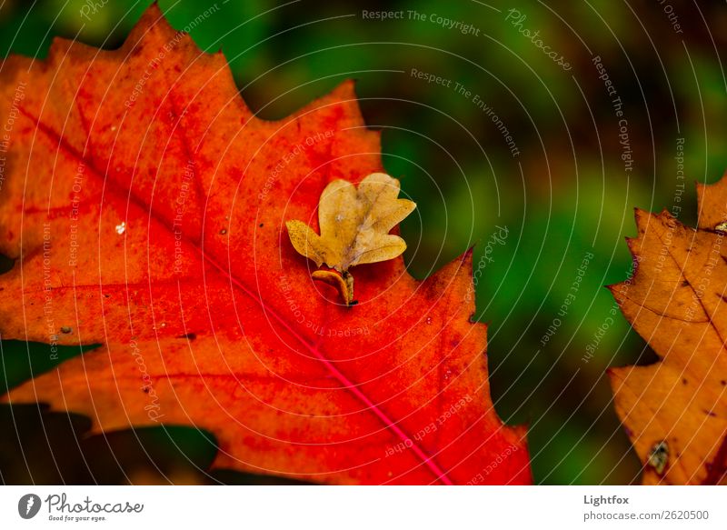 Mutter und Kind Kindererziehung Kindergarten Kindheit Kunst Umwelt Landschaft Pflanze Herbst berühren Bewegung Denken Küssen Lächeln Freundlichkeit glänzend