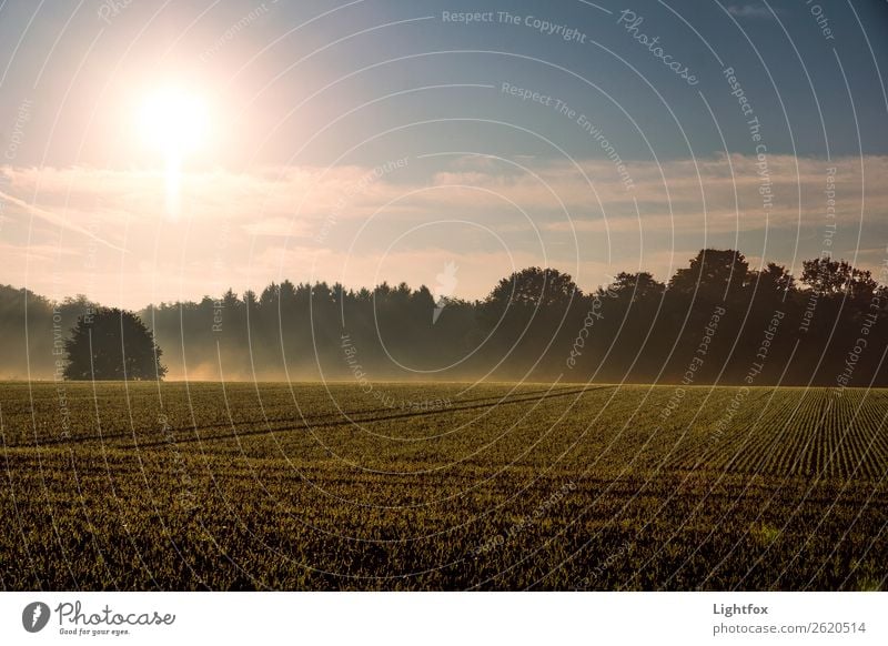 Guten Morgääääähn Umwelt Natur Landschaft Erde Sand Luft Himmel Horizont Sonnenaufgang Sonnenuntergang Sonnenlicht Klima Klimawandel Wetter Wind Pflanze Baum