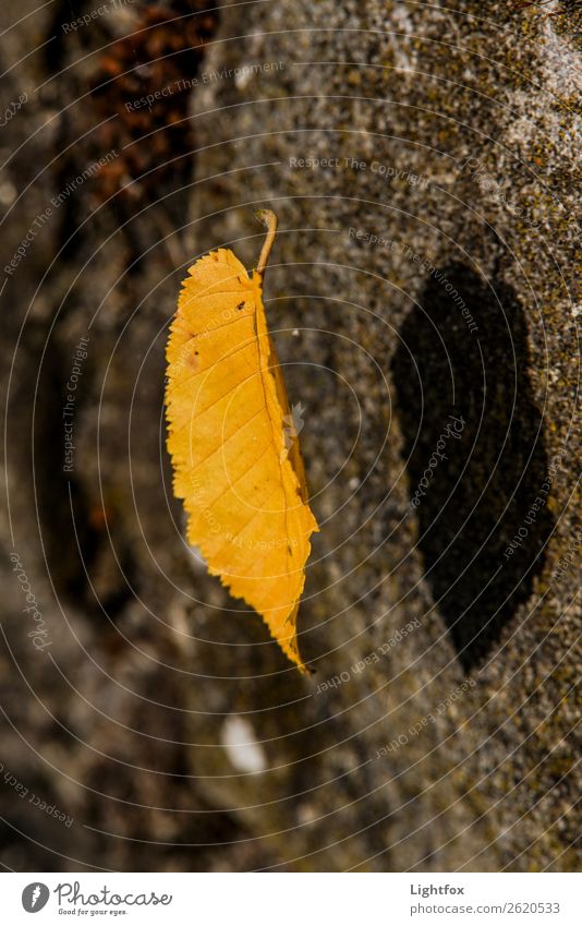 Leaf me alone harmonisch Zufriedenheit Erholung ruhig Meditation Ausflug Pilot Feierabend Balletttänzer Umwelt Natur Pflanze Urelemente Herbst Klima Klimawandel