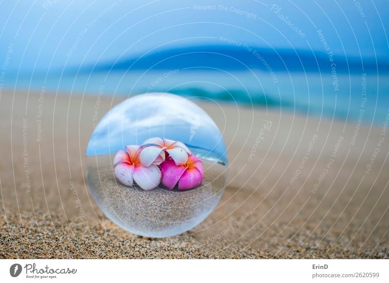 Helle tropische Blumen in Glaskugelreflexion am Sandstrand schön Ferien & Urlaub & Reisen Tourismus Strand Meer Insel Natur Landschaft Küste Kugel Globus