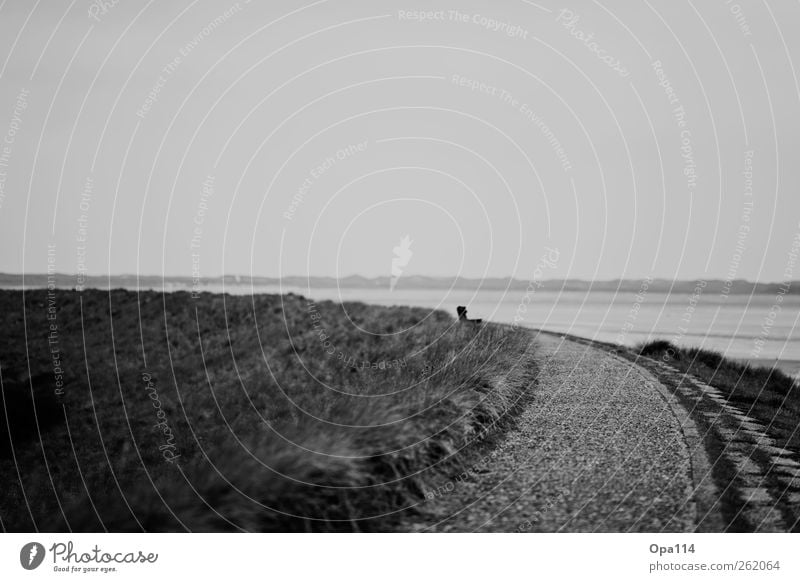 Road to nowhere... Umwelt Natur Landschaft Pflanze Tier Sommer Gras Sträucher Grünpflanze Küste Nordsee Meer Insel gehen genießen laufen wandern kalt trist