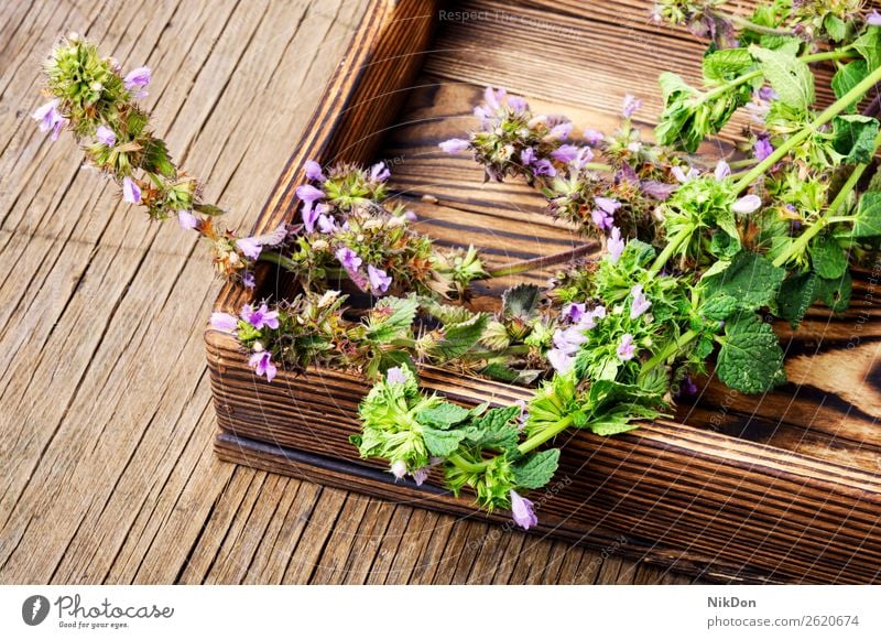 Nepeta,Heilkräuter und Kräuterkunde Kraut Kräuterbuch Medizin medizinisch Pflanze natürlich Gesundheit grün Natur Blume frisch Blatt Behandlung melliferös