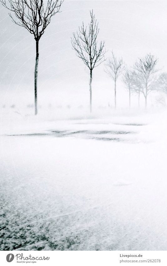 Schneesturm Umwelt Natur Landschaft Winter schlechtes Wetter Unwetter Wind Sturm Eis Frost Schneefall Pflanze Baum Straße grau schwarz weiß Schwarzweißfoto