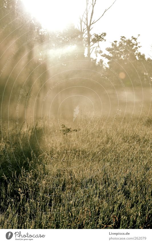 Milli Nebel 2 Umwelt Natur Landschaft Pflanze Sonne Sonnenaufgang Sonnenuntergang Sonnenlicht Sommer Schönes Wetter Baum Gras Sträucher Grünpflanze Wald