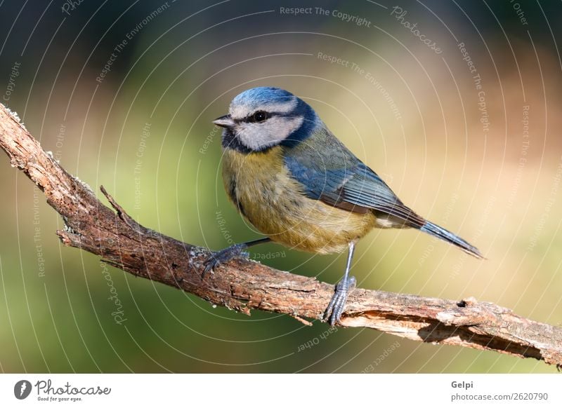 Hübsche Titte mit blauem Kopf schön Leben Winter Garten Natur Tier Wildtier Vogel klein wild gelb grün weiß Tierwelt Schnabel Singvogel Ast Feder Blaumeise