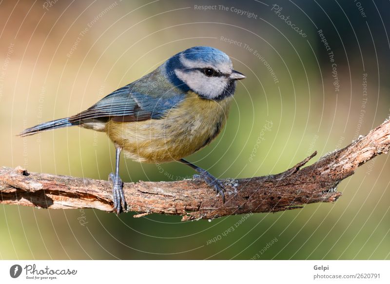 Hübsche Titte mit blauem Kopf schön Leben Winter Garten Natur Tier Wildtier Vogel klein wild gelb grün weiß Tierwelt Schnabel Singvogel Ast Feder Blaumeise