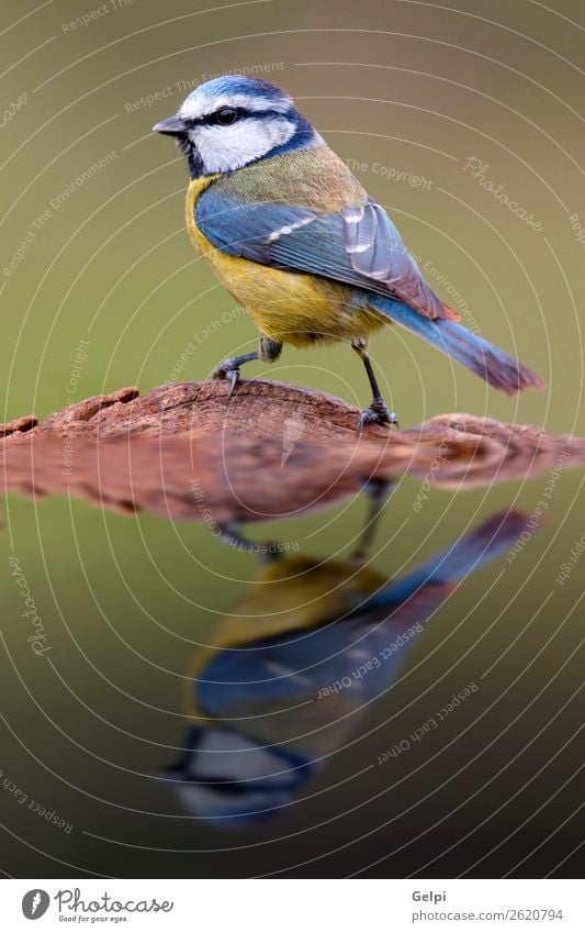 Hübsche Titte mit blauem Kopf schön Leben Winter Garten Spiegel Natur Tier Wildtier Vogel klein wild gelb grün weiß Tierwelt Schnabel Singvogel Ast Feder