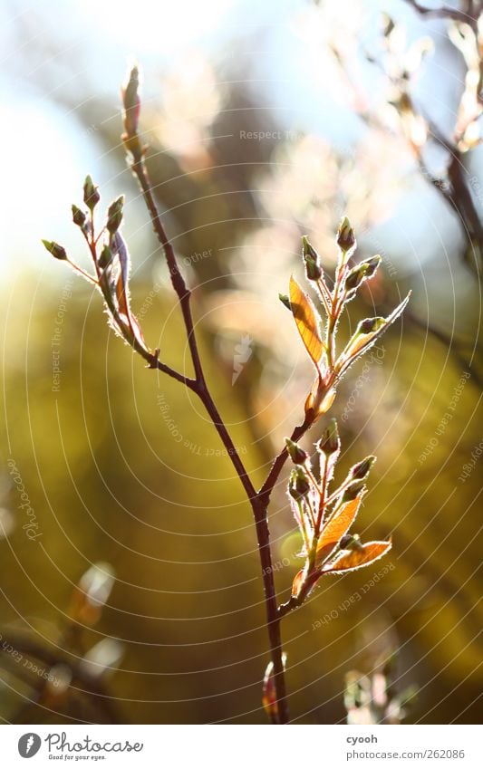 Vorfreude :) Natur Pflanze Schönes Wetter Baum Sträucher Blüte hell Blütenknospen Blühend leuchtende Farben gold Frühling Leben frisch Fortpflanzung Wachstum