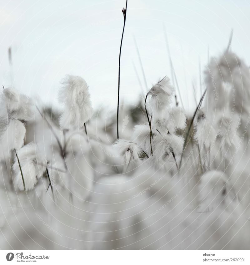 WEICHE WOLLGRÄSER Natur Sommer Herbst Pflanze Gras Sträucher Blüte Wildpflanze Wollgräser Wollgras Wollgraswiese Wiese wild weich blau grau Außenaufnahme