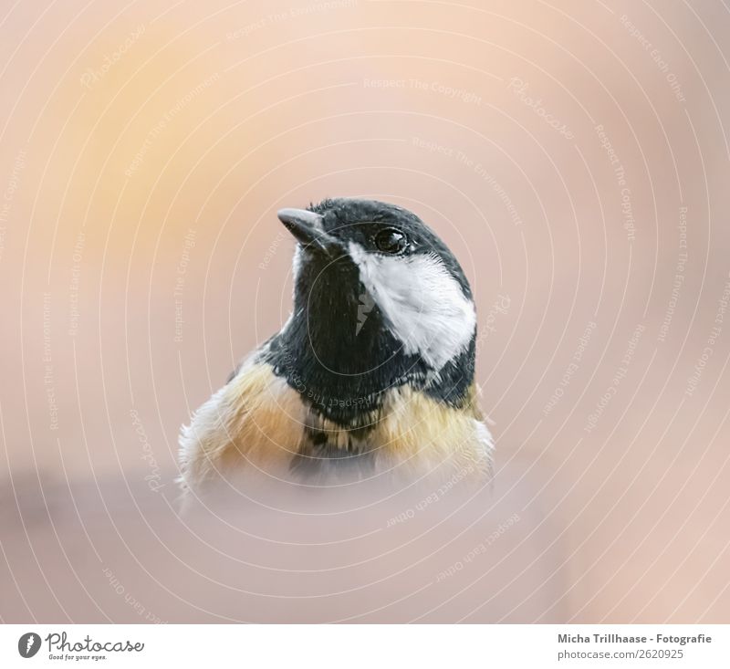 Neugierige Meise Natur Tier Sonnenlicht Schönes Wetter Wildtier Vogel Tiergesicht Flügel Meisen Kohlmeise Schnabel Metallfeder Feder Auge 1 beobachten Blick nah