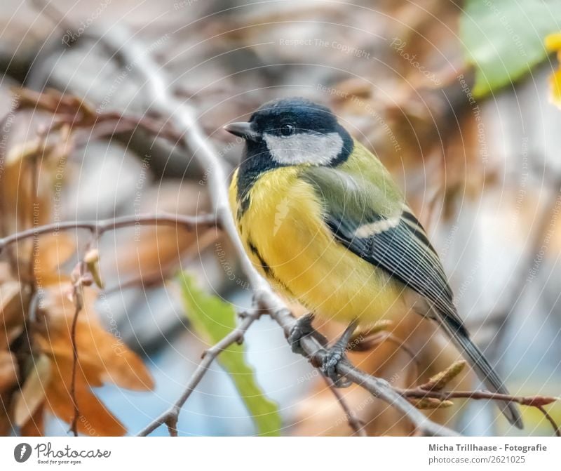 Meise im Herbstlaub Natur Tier Sonnenlicht Schönes Wetter Baum Blatt Vogel Tiergesicht Flügel Krallen Schnabel Auge Metallfeder Feder Meisen Kohlmeise 1