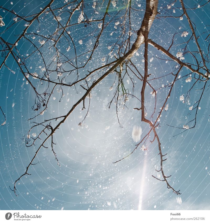 Alles Gute kommt von oben.... Himmel Winter Eis Frost Schnee Schneefall Baum Holz Bewegung Erholung fest frisch kalt natürlich blau braun weiß