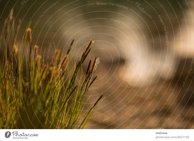 Blühende Gräser am Seeufer III Umwelt Natur Erde Wasser Sonnenlicht Sommer Schönes Wetter Pflanze Gras Sträucher Blüte Wildpflanze Halm Gräserblüte Unschärfe