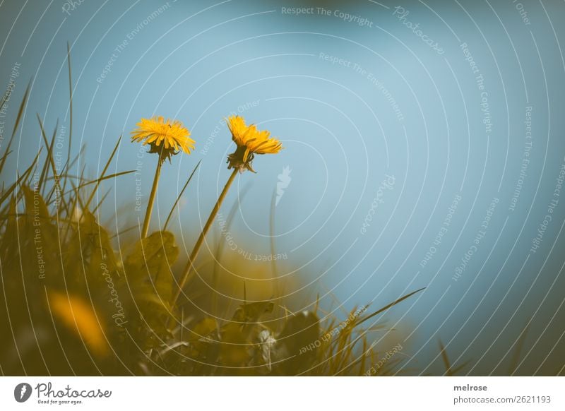 Zwei Löwenzähne am Seeufer Lebensmittel Löwenzahn für Honig Natur Pflanze Erde Wasser Sommer Schönes Wetter Blume Gras Blatt Blüte Wildpflanze Korbblütengewächs